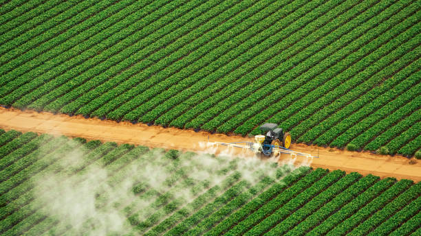 Best Termite Control Services  in Dexter, MO