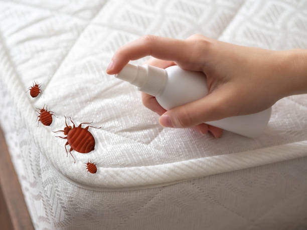 Best Flea Control Services  in Dexter, MO