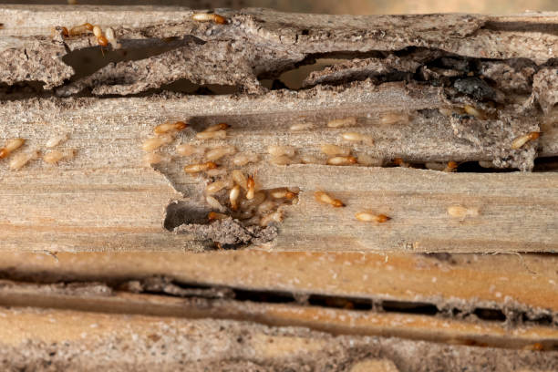 Wildlife Control Services in Dexter, MO